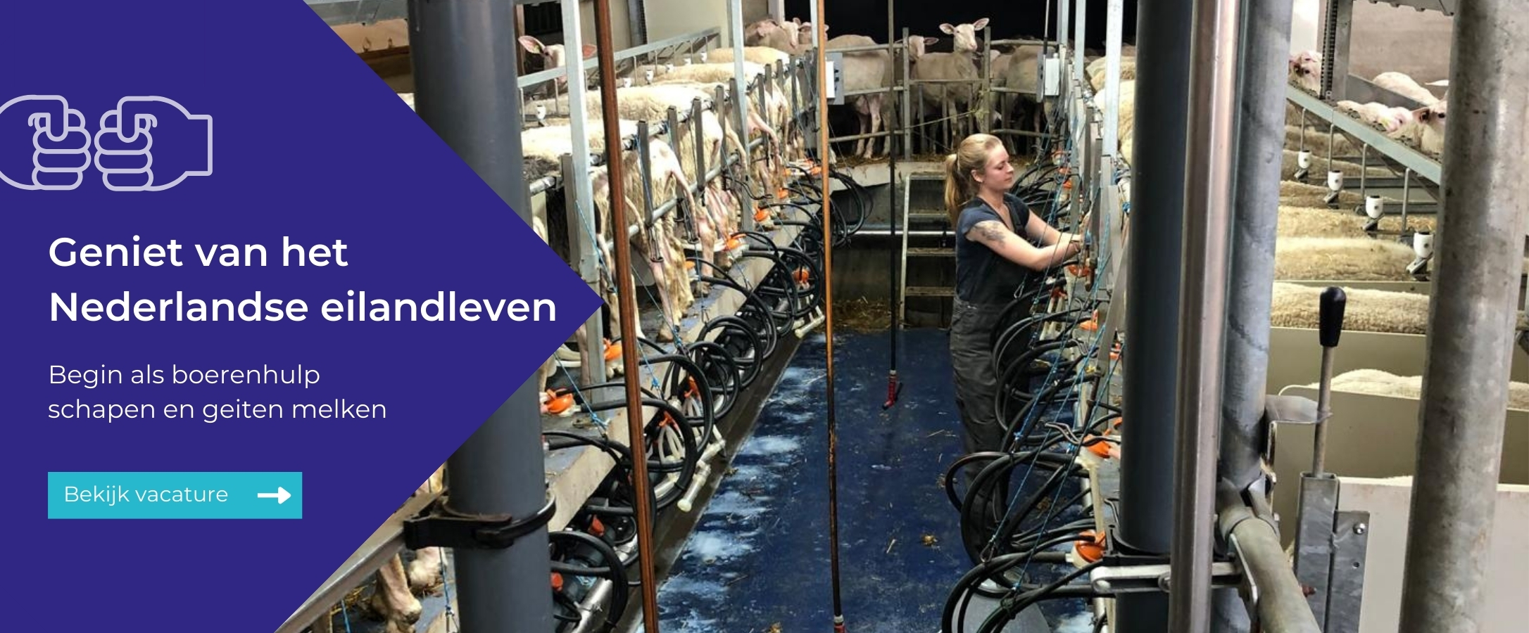 Sheep farming vacancy Texel