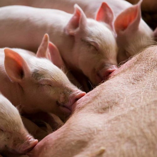 Praca na fermie świń – Asten NL