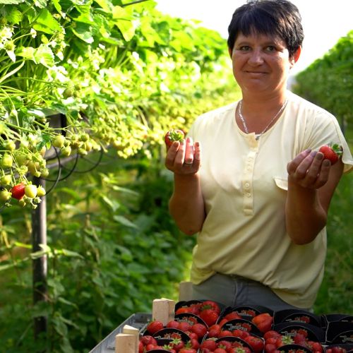 Събиране на ягоди в Холандия (сезонна заетост)