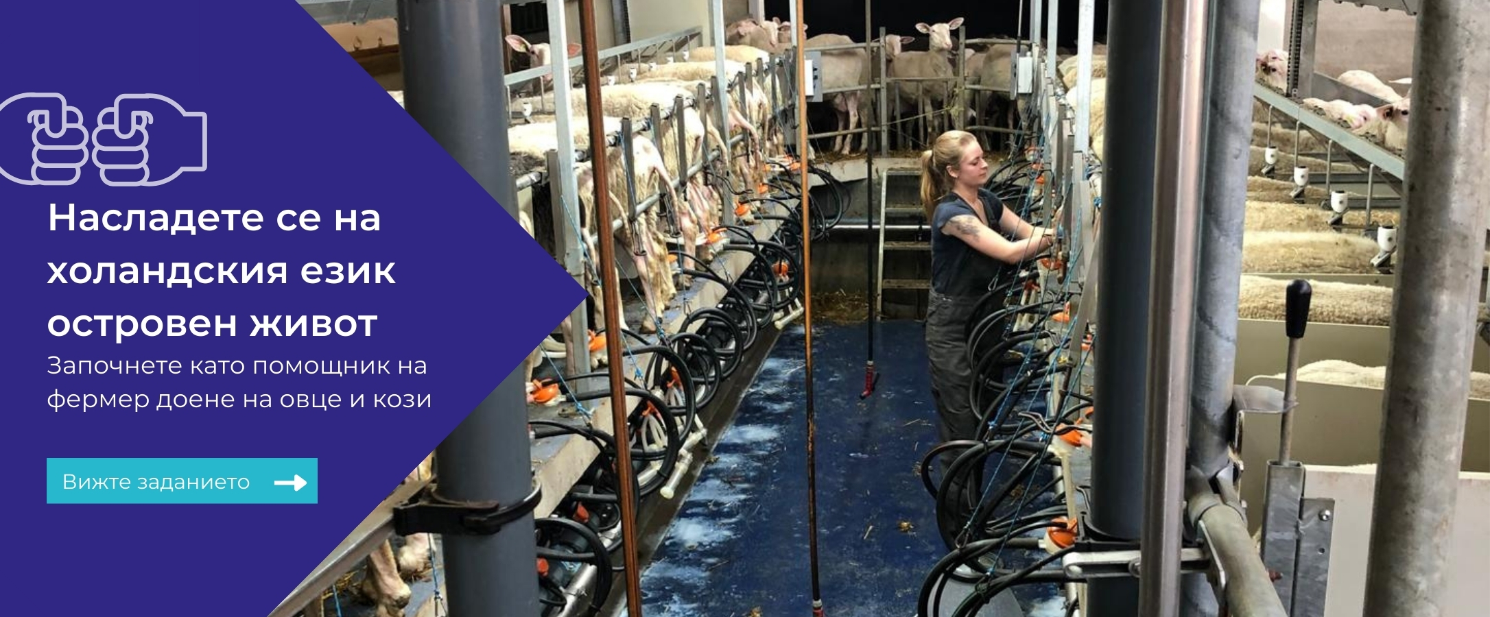 Sheep farming vacancy Texel