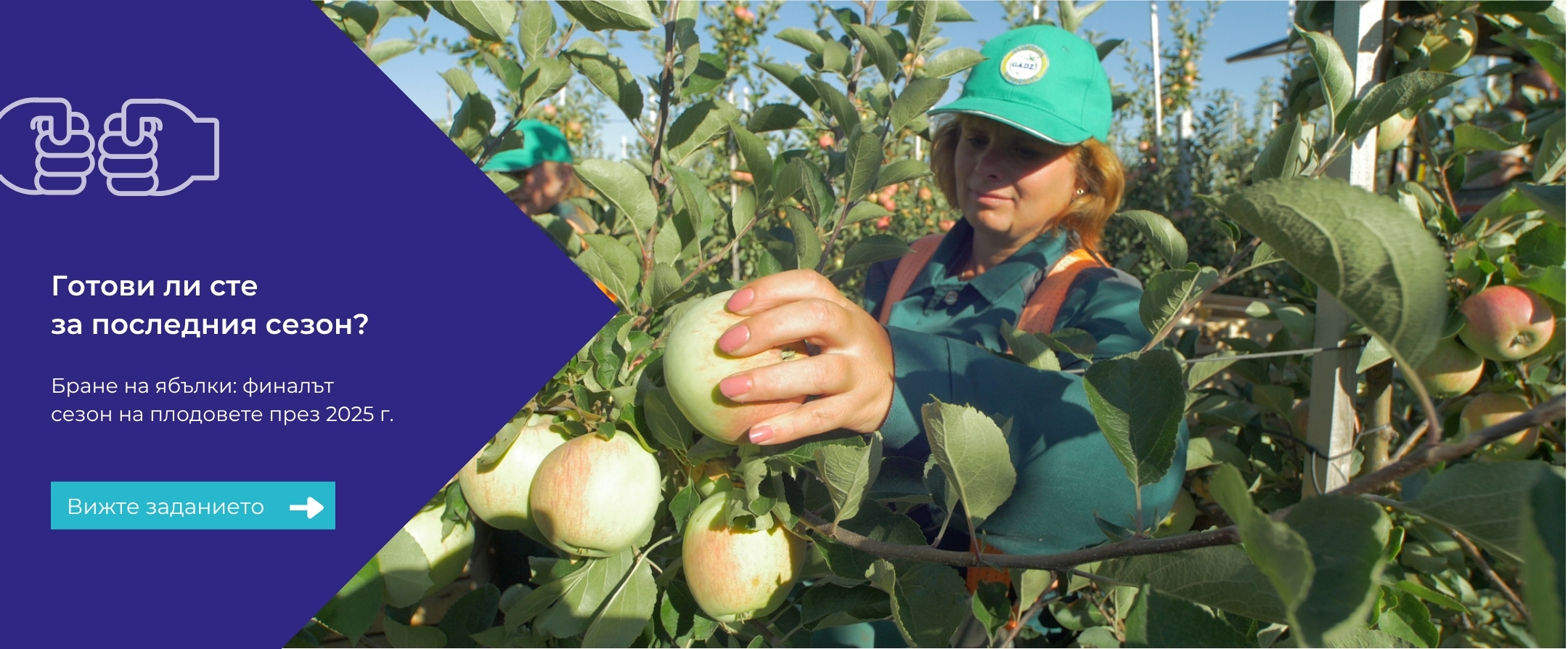 Apple picking season 2025