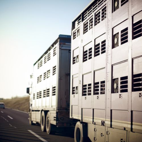 Sofer C+E transport de ouă și pui