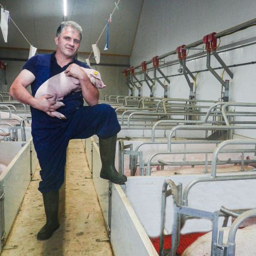 Munca la ferma de porci