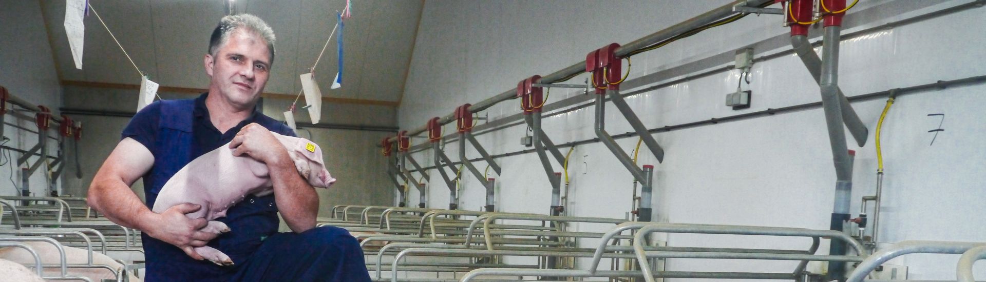 Munca la ferma de porci