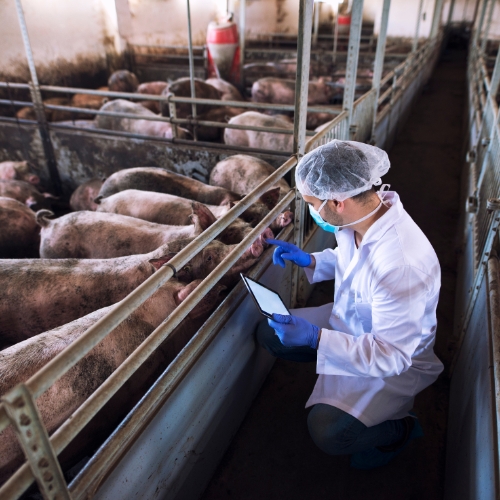 Munca la ferma de porci