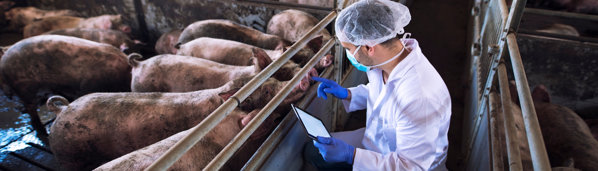 Munca la ferma de porci
