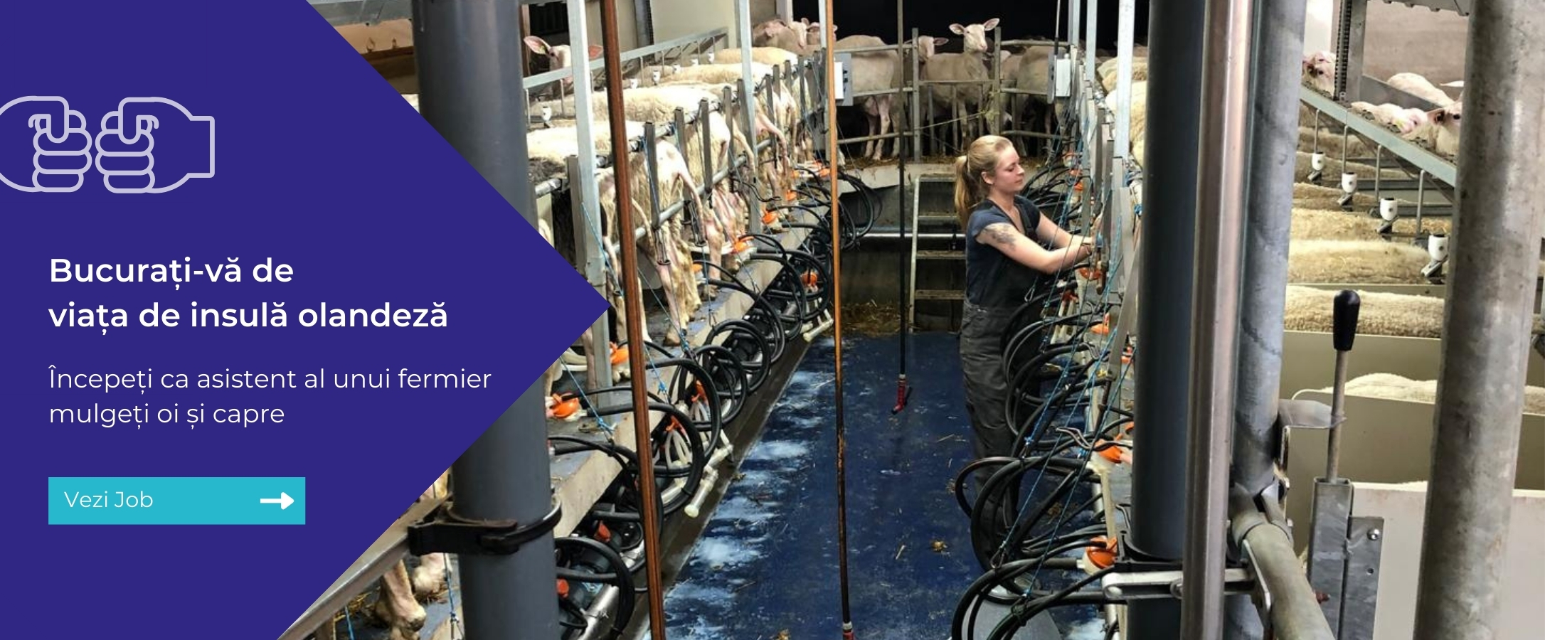 Sheep farming vacancy Texel