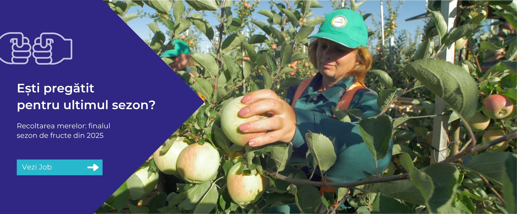 Apple picking season 2025