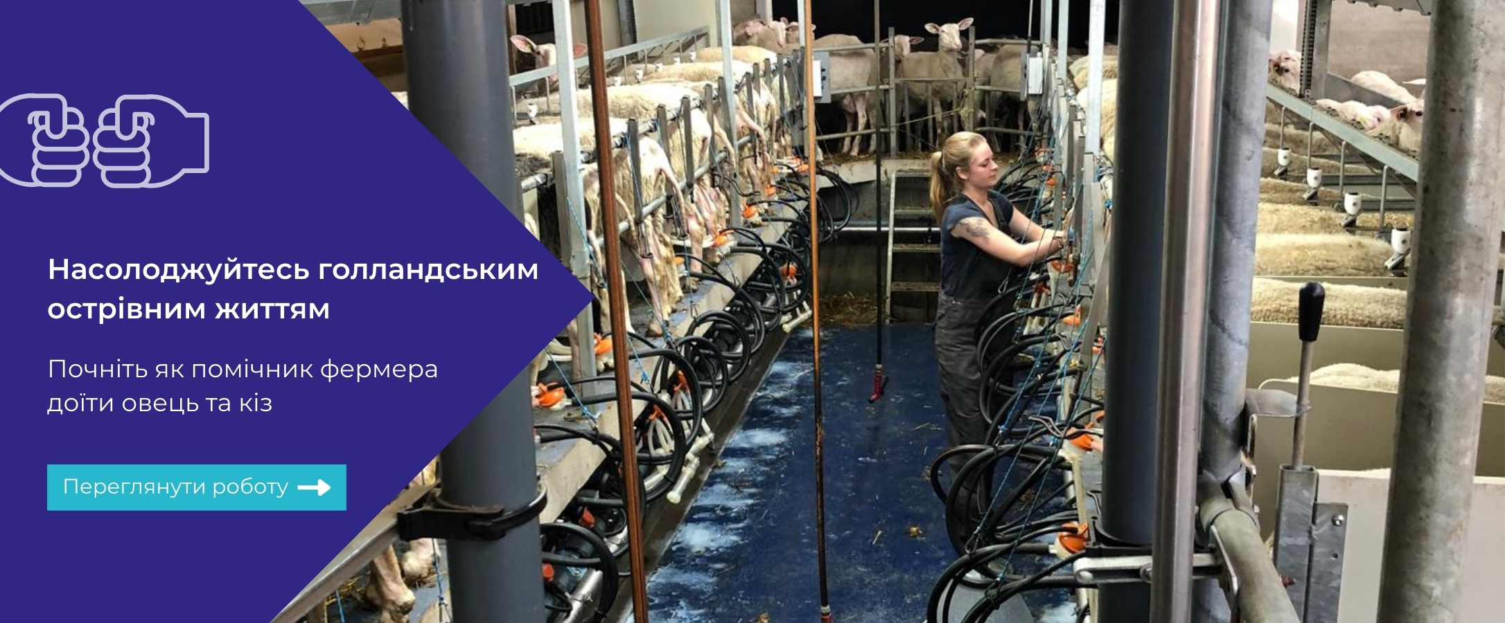 Sheep farming vacancy Texel