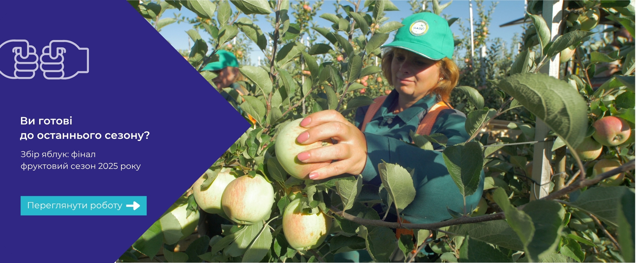 Apple picking season 2025