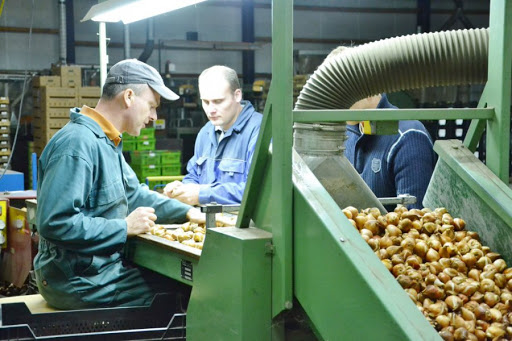 Work with flower bulbs