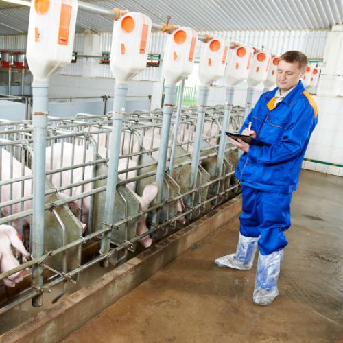 Work at pig farm