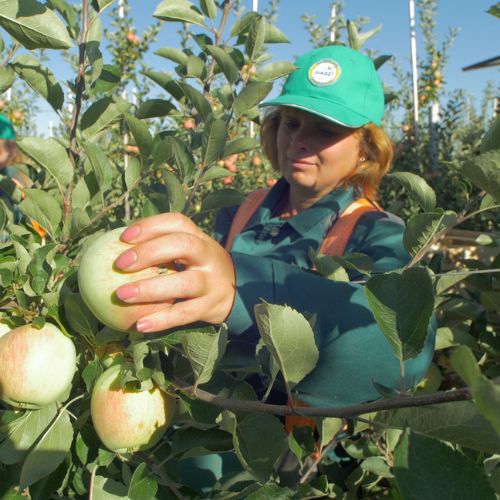Harvesting of pears and apples