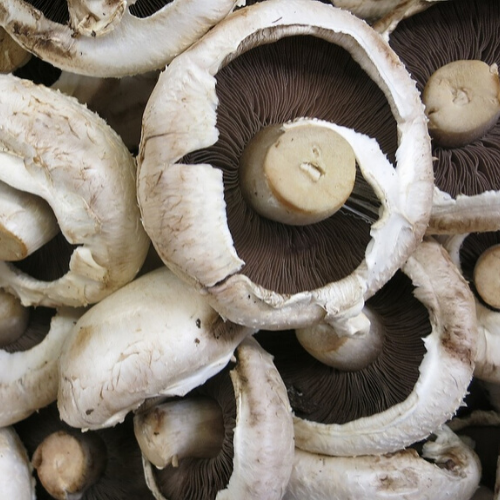 Harvest worker Mushrooms