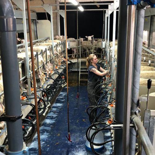 Sheep milking employee