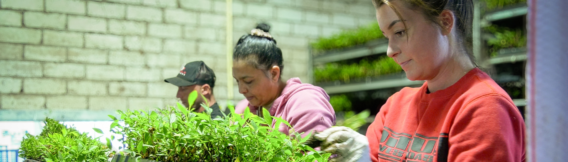 Work with young plants