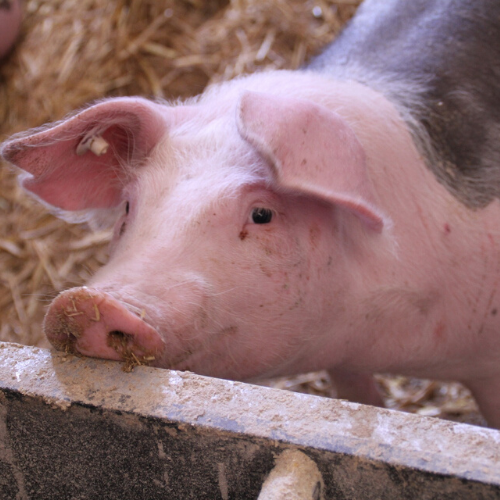 Work at pig farm