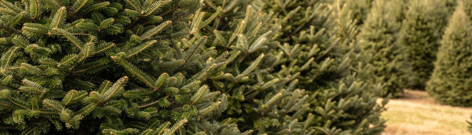 Tree nursery for pine trees 