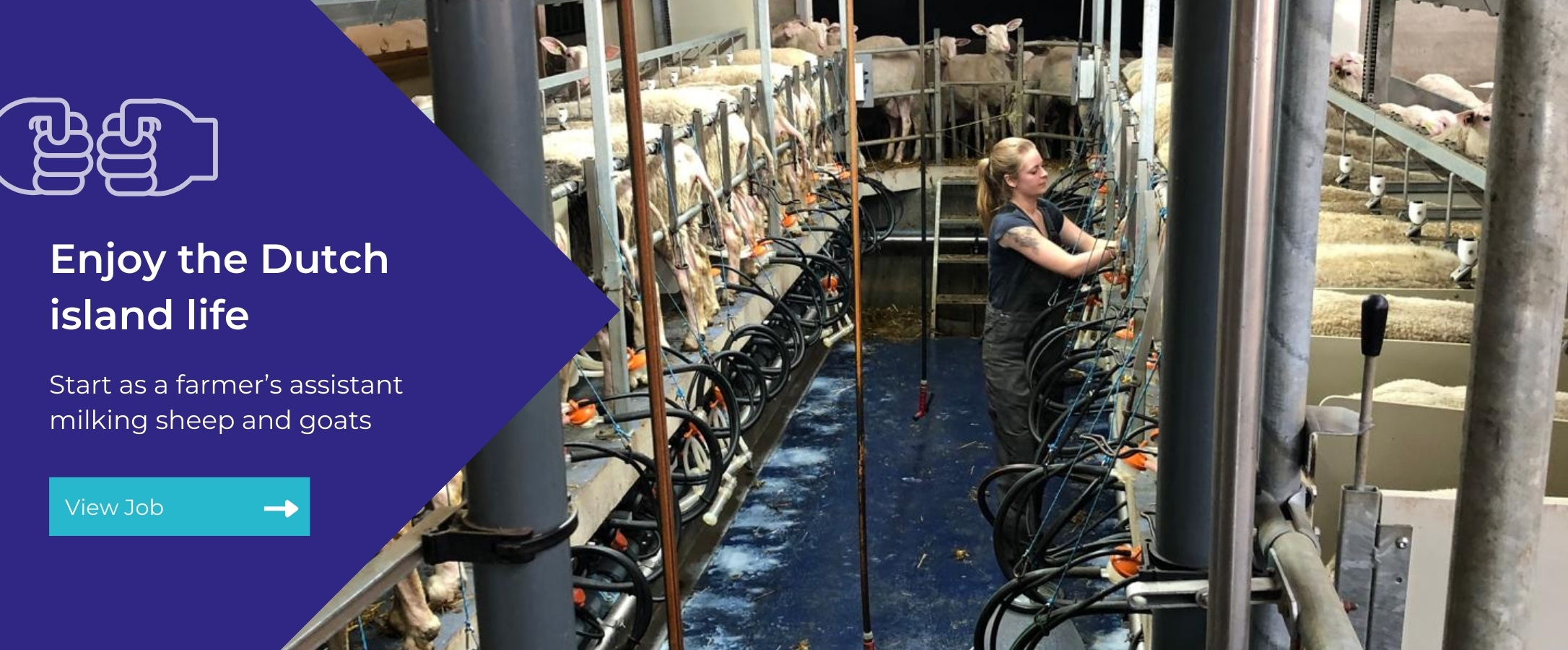 Sheep farming vacancy Texel