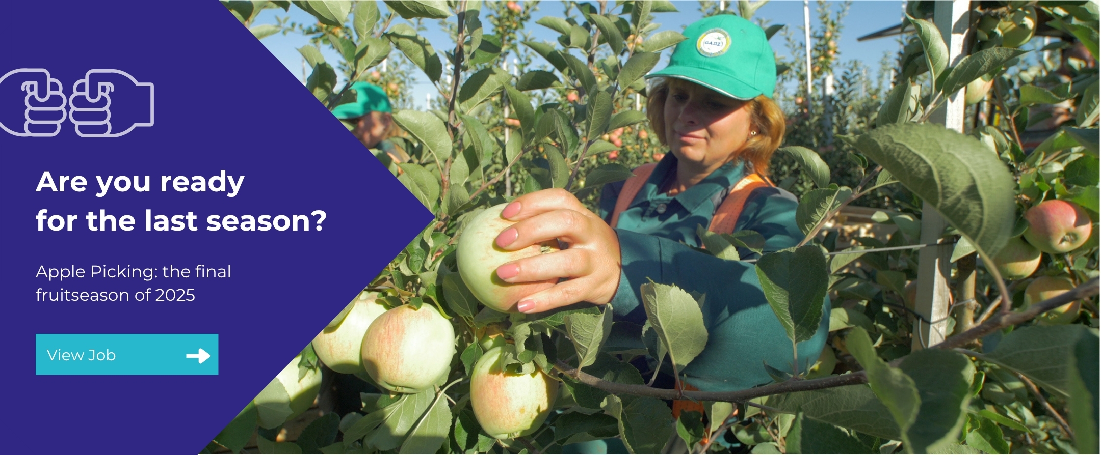 Apple picking season 2025